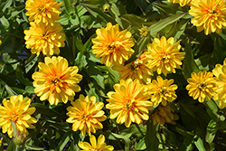 Zydeco Deep Yellow Zinnia (Zinnia 'Zydeco Deep Yellow') at Lakeshore Garden Centres