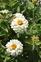 Zydeco White Zinnia (Zinnia 'Zydeco White') at Lakeshore Garden Centres