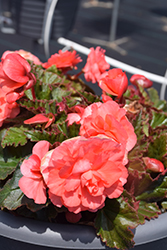 Double Delight Blush Rose Begonia (Begonia 'Kerbespiros') at Stonegate Gardens