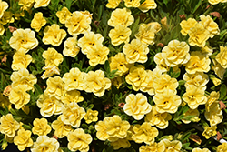 Superbells Double Yellow Calibrachoa (Calibrachoa 'WNCALSBDBLYEL23') at Stonegate Gardens
