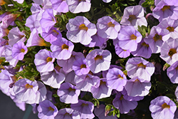 Superbells Miss Lilac Calibrachoa (Calibrachoa 'USCAL87502') at Lakeshore Garden Centres