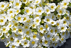 Superbells Over Easy Calibrachoa (Calibrachoa 'KLECA16314') at Lakeshore Garden Centres