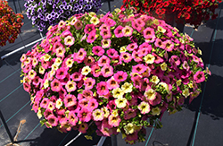 Superbells Prism Pink Lemonade Calibrachoa (Calibrachoa 'Superbells Prism Pink Lemonade') at Lakeshore Garden Centres