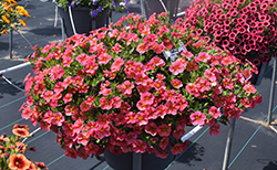 Superbells Tropical Sunrise Calibrachoa (Calibrachoa 'INCALTRSUN') at Lakeshore Garden Centres