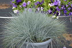 Buddy Blue Fescue (Festuca valesiaca 'Buddy Blue') at Lakeshore Garden Centres