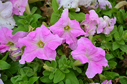 Success! HD Light Pink Petunia (Petunia 'Success! HD Light Pink') at Stonegate Gardens