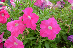 Success! Pink Petunia (Petunia 'Success! Pink') at Lakeshore Garden Centres