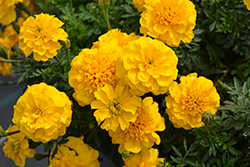 Super Hero Deep Yellow Marigold (Tagetes patula 'Super Hero Deep Yellow') at Stonegate Gardens