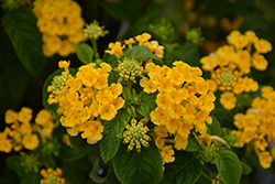 Evita Yellow Lantana (Lantana 'Evita Yellow') at Lakeshore Garden Centres