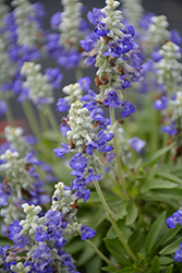 Farina Bicolor Blue Salvia (Salvia farinacea 'Farina Bicolor Blue') at Lakeshore Garden Centres