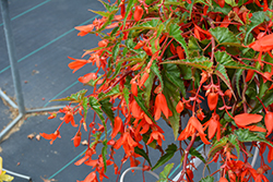 Groovy Orange Begonia (Begonia boliviensis 'Groovy Orange') at Stonegate Gardens