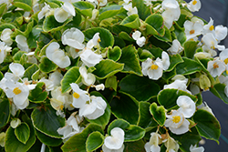 Super Cool White Begonia (Begonia 'Super Cool White') at Stonegate Gardens