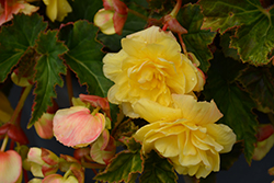 Illumination Lemon Begonia (Begonia 'Illumination Lemon') at Lakeshore Garden Centres