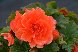 Nonstop Salmon Begonia (Begonia 'Nonstop Salmon') at The Mustard Seed