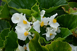 Big White Green Leaf Begonia (Begonia 'Big White Green Leaf') at Lakeshore Garden Centres