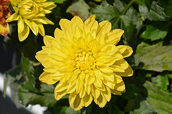 Lubega XL Yellow Dahlia (Dahlia 'Lubega XL Yellow') at Lakeshore Garden Centres