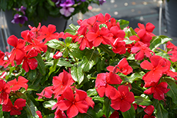 Titan Dark Red Vinca (Catharanthus roseus 'Titan Dark Red') at Lakeshore Garden Centres