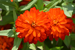 Zahara Double Fire Zinnia (Zinnia 'Zahara Double Fire') at Lakeshore Garden Centres
