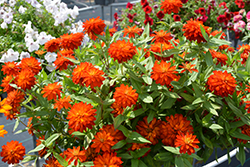Zahara Double Fire Zinnia (Zinnia 'Zahara Double Fire') at Lakeshore Garden Centres