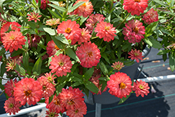 Dreamland Coral Zinnia (Zinnia 'Dreamland Coral') at Lakeshore Garden Centres
