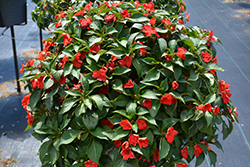 Beacon Bright Red Impatiens (Impatiens walleriana 'PAS1413665') at Stonegate Gardens