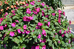 Beacon Violet Shades Impatiens (Impatiens walleriana 'PAS1357834') at Stonegate Gardens