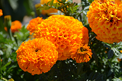Marvel II Orange Marigold (Tagetes erecta 'PAS1363448') at Lakeshore Garden Centres