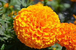 Marvel II Orange Marigold (Tagetes erecta 'PAS1363448') at Lakeshore Garden Centres