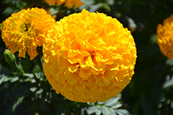 Marvel II Gold Marigold (Tagetes erecta 'PAS1363965') at Lakeshore Garden Centres