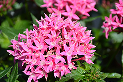 Lucky Star Deep Pink Star Flower (Pentas lanceolata 'PAS1187213') at Stonegate Gardens
