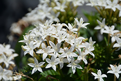 Lucky Star White Star Flower (Pentas lanceolata 'PAS1284142') at Lakeshore Garden Centres