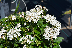 Lucky Star White Star Flower (Pentas lanceolata 'PAS1284142') at Stonegate Gardens