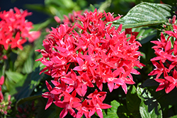 Lucky Star Lipstick Star Flower (Pentas lanceolata 'PAS1357699') at Stonegate Gardens