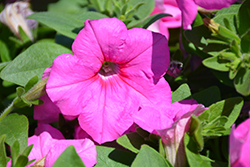 Easy Wave Pink Passion Petunia (Petunia 'Easy Wave Pink Passion') at Stonegate Gardens