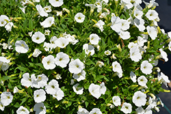 Shock Wave White Petunia (Petunia 'Shock Wave White') at Lakeshore Garden Centres