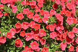 Shock Wave Coral Crush Petunia (Petunia 'Shock Wave Coral Crush') at Lakeshore Garden Centres