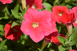 Shock Wave Coral Crush Petunia (Petunia 'Shock Wave Coral Crush') at Lakeshore Garden Centres