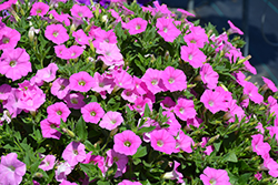 Shock Wave Pink Shades Petunia (Petunia 'Shock Wave Pink Shades') at Lakeshore Garden Centres