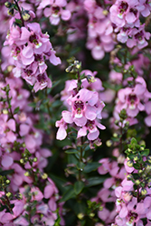 Serenita Pink Angelonia (Angelonia angustifolia 'Serenita Pink') at Stonegate Gardens