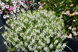 Serenita White Angelonia (Angelonia angustifolia 'PAS811168') at Stonegate Gardens