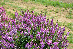 Serenita Lavender Angelonia (Angelonia angustifolia 'PAS1209524') at Lakeshore Garden Centres