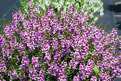 Serenita Lavender Angelonia (Angelonia angustifolia 'PAS1209524') at Lakeshore Garden Centres