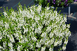 Serena White Angelonia (Angelonia angustifolia 'PAS1209522') at Stonegate Gardens