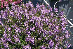 Serena Blue Angelonia (Angelonia angustifolia 'PAS1141443') at Stonegate Gardens