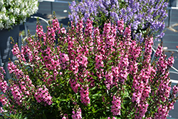 Serena Rose Angelonia (Angelonia angustifolia 'PAS1180775') at Lakeshore Garden Centres