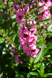 Serena Rose Angelonia (Angelonia angustifolia 'PAS1180775') at Stonegate Gardens