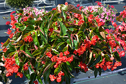 Dragon Wing Red Begonia (Begonia 'Dragon Wing Red') at Stonegate Gardens