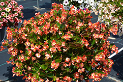 Hula Bicolor Red White Begonia (Begonia 'PAS1438022') at Stonegate Gardens