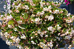 Hula Blush Begonia (Begonia 'PAS1568925') at Lakeshore Garden Centres