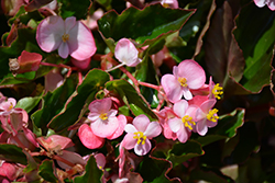 Hula Pink Begonia (Begonia 'PAS1350209') at Stonegate Gardens